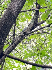 Mniotilta varia
