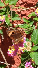 Junonia neildi varia