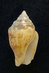 Maculastrombus maculatus