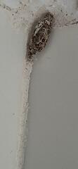 Phereoeca