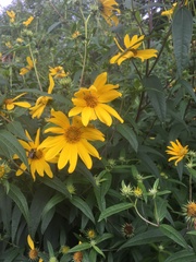 Helianthus giganteus