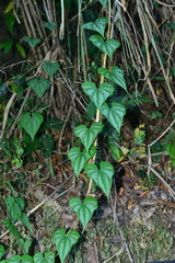 Dioscorea collettii