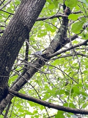 Mniotilta varia