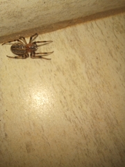 Alpaida veniliae