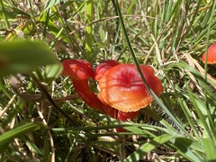 Hygrocybe coccinea