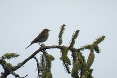 Anthus trivialis trivialis