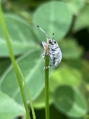 Myllocerus undecimpustulatus