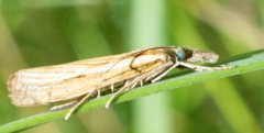 Agriphila tristella