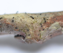 Phaeocalicium populneum