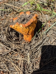 Hypomyces lactifluorum