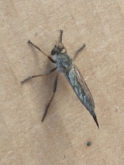 Neomochtherus willistoni