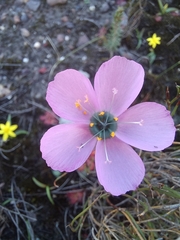 Drosera cistiflora
