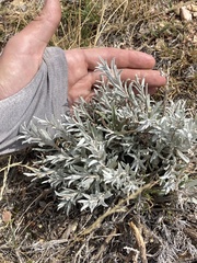 Tetradymia canescens