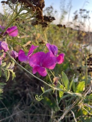 Lathyrus latifolius
