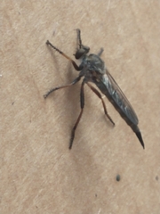 Neomochtherus willistoni