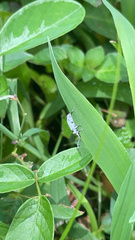 Myllocerus undecimpustulatus