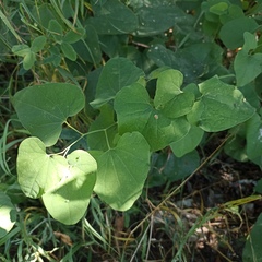 Aristolochia clematitis