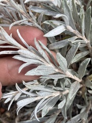 Tetradymia canescens