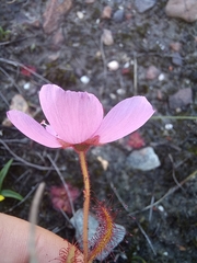 Drosera cistiflora