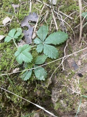 Potentilla simplex