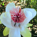 Magnolia campbellii - Photo (c) Phil Bendle,  זכויות יוצרים חלקיות (CC BY-NC), הועלה על ידי Phil Bendle
