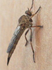 Neomochtherus willistoni