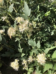 Clematis ligusticifolia