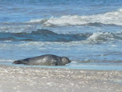 Phoca vitulina vitulina