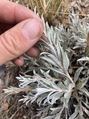 Tetradymia canescens
