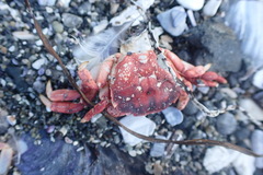 Hemigrapsus nudus