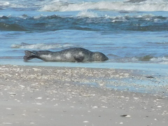 Phoca vitulina vitulina