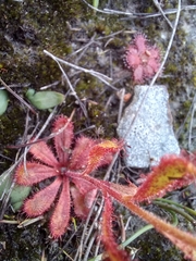 Drosera cistiflora