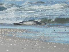 Phoca vitulina vitulina