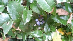 Berberis
