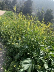 Brassicaceae