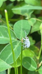 Myllocerus undecimpustulatus