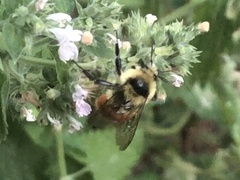Bombus huntii