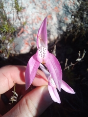 Disa bifida