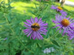 Helophilus fasciatus
