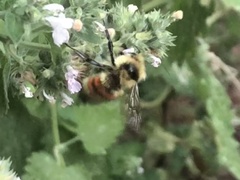 Bombus huntii