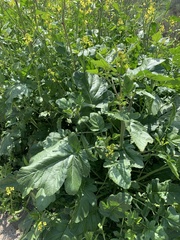 Brassicaceae