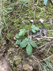 Potentilla canadensis