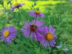 Helophilus fasciatus