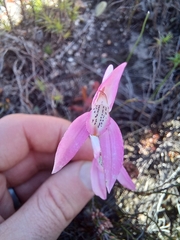 Disa bifida
