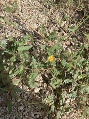 Kallstroemia parviflora
