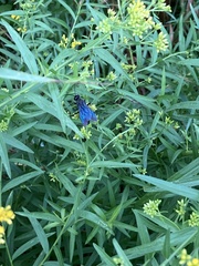 Sphecidae