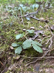 Potentilla canadensis