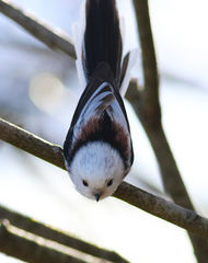 Aegithalos caudatus caudatus