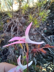 Disa bifida