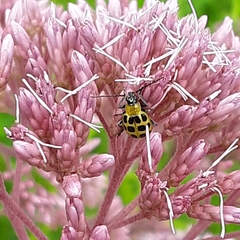 Diabrotica undecimpunctata